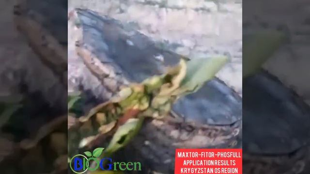 Бактериальный ожог плодовых деревьев. Черешня.Испытание комплекса Maxtor-Fitor-Phosfull. День 11-й смотреть онлайн