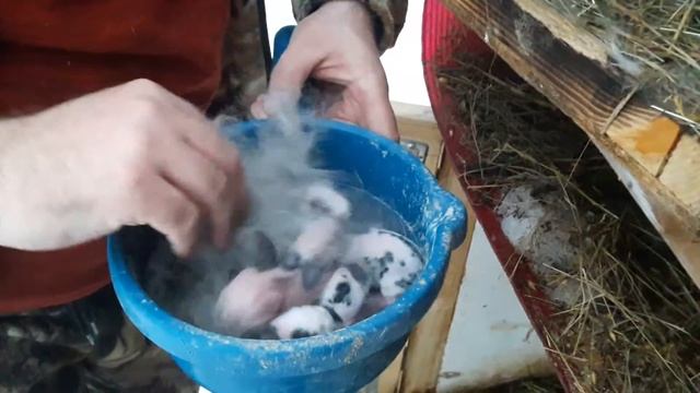 Новорождённые крольчата смотреть онлайн