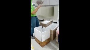 Приём малька клариевого(африканского) сома