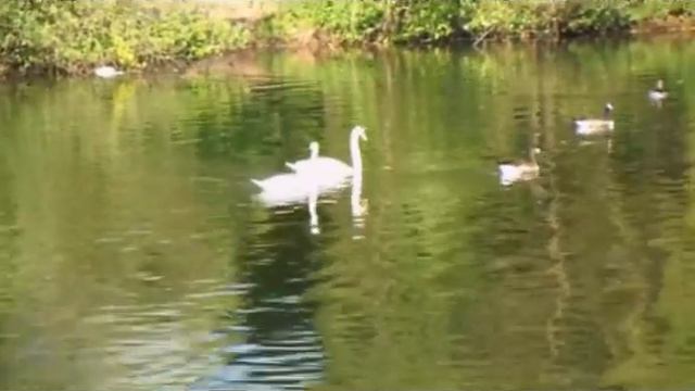 Лебединая верность смотреть онлайн