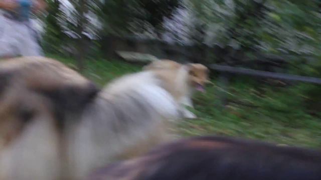 Колли Мегги, Пегги, Адель и Фьера смотреть онлайн