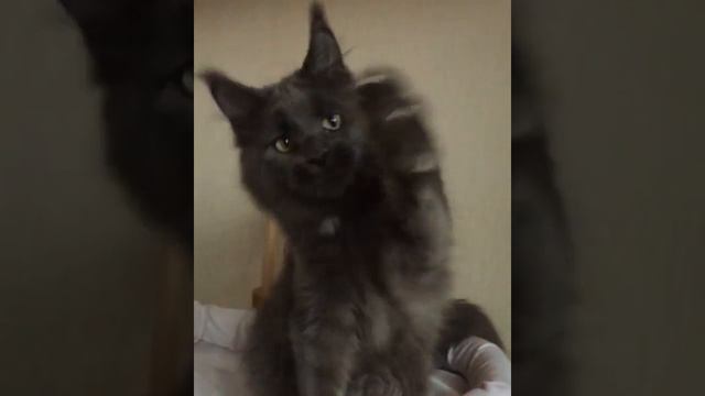 Голубая солидная с белым девочка котенок Мейн-Кун смотреть онлайн