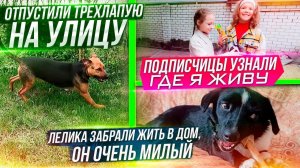 Отпустили Ласку ВПЕРВЫЕ на улицу. К нам пришли подписчицы с вкусняшками. Лелика забрали домой.