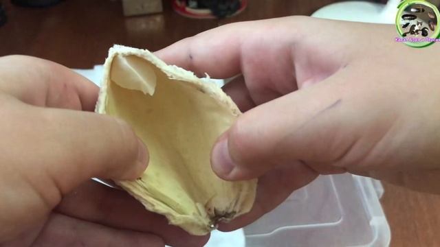 Мы выращиваем манго часть1 смотреть онлайн