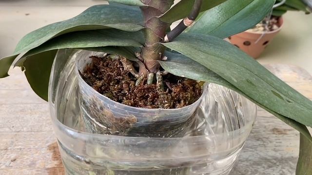 Một Thìa Đường Giúp Lan Hồ Điệp Bị Héo Lá Được Hồi Sinh Luôn Xanh Tươi Tốt смотреть онлайн