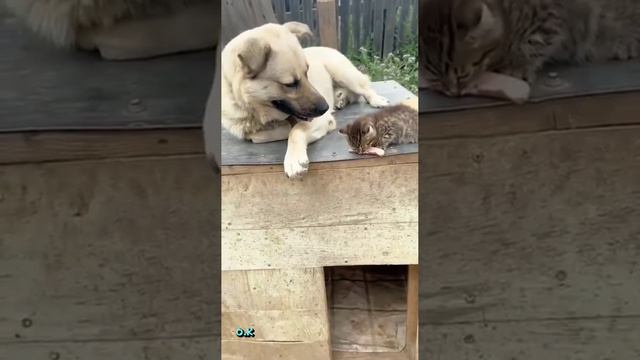 🥰💞👍 смотреть онлайн