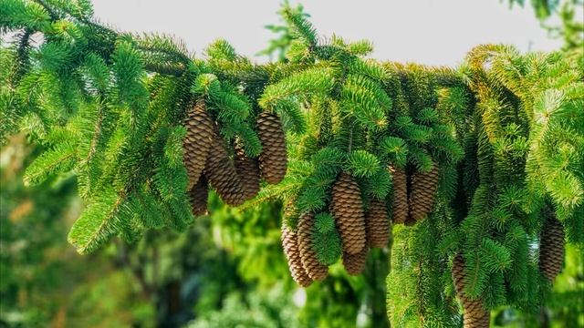 Легкая и приятная музыка. Music for the soul смотреть онлайн