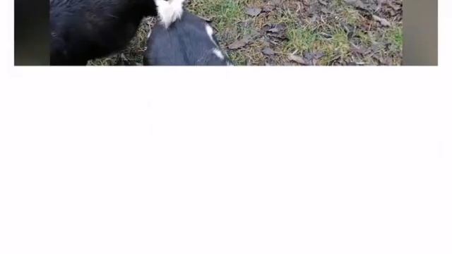 Каталог Карликовых Коз (KATALOG OF DWARF GOATS) рапкк.рф смотреть онлайн