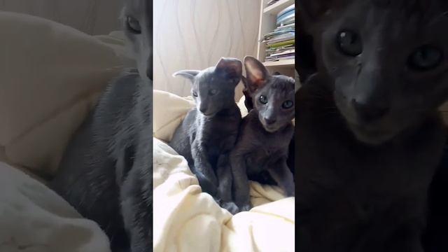 Ориентальные котята, голубого окраса #котята #кошки #россия #голубые #коты #ориентальныекотята смотреть онлайн