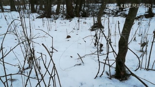 Ставлю петли на лису и зайца. смотреть онлайн