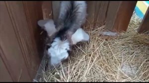 Признаки беременности у козы. Котная? Заглядываем под хвост первокотке