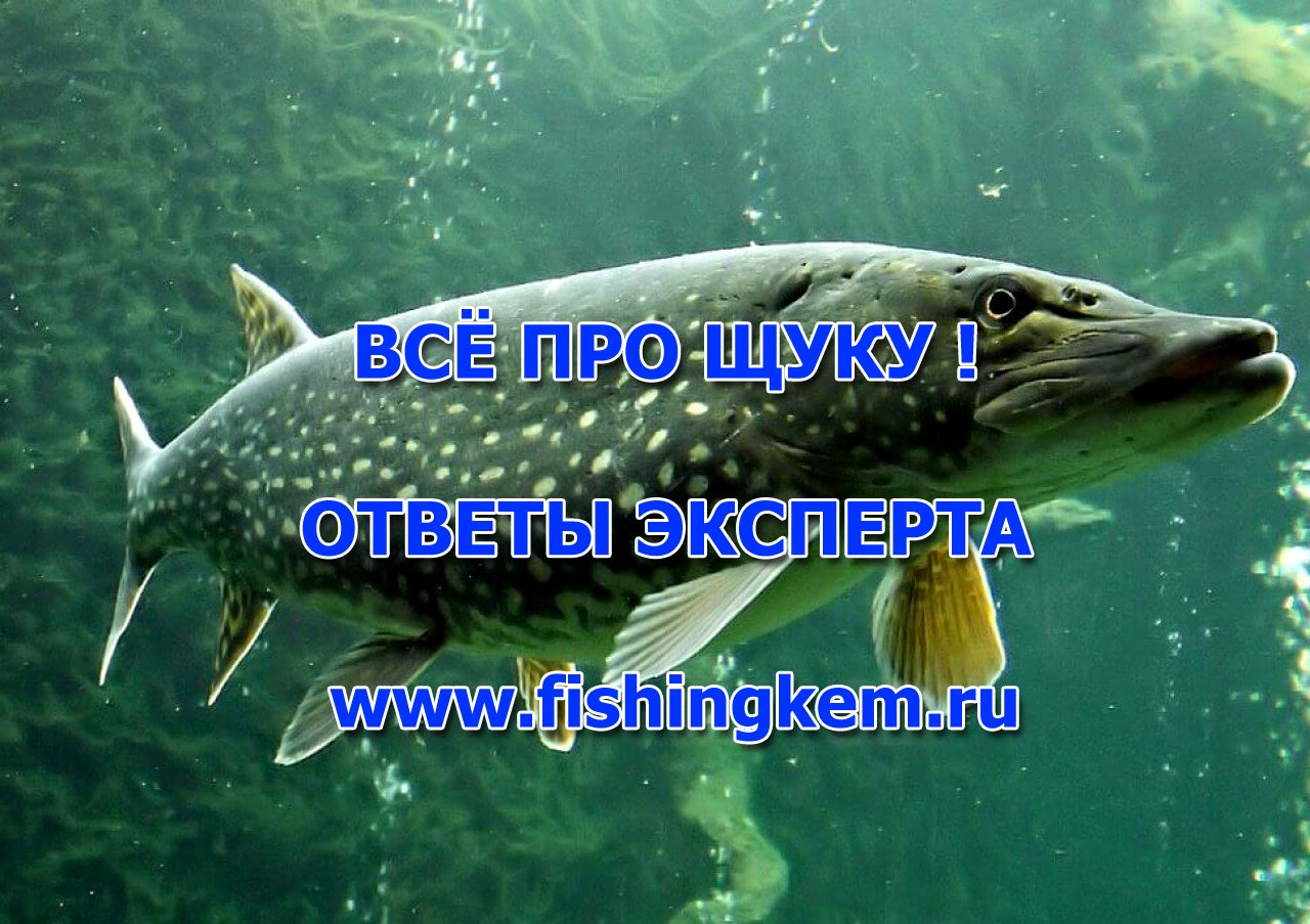 Всё про щуку ! Ответы ихтиолога смотреть онлайн