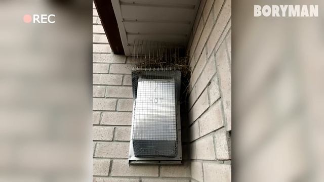 ПАРЕНЬ ЧУТЬ НЕ СВИХНУЛСЯ ПОКА ВОЕВАЛ С ГОЛУБЯМИ В СВОЕМ ДОМЕ! В ИТОГЕ ПРОСТАЯ ВЕЩЬ РЕШИЛА ПРОБЛЕМУ!