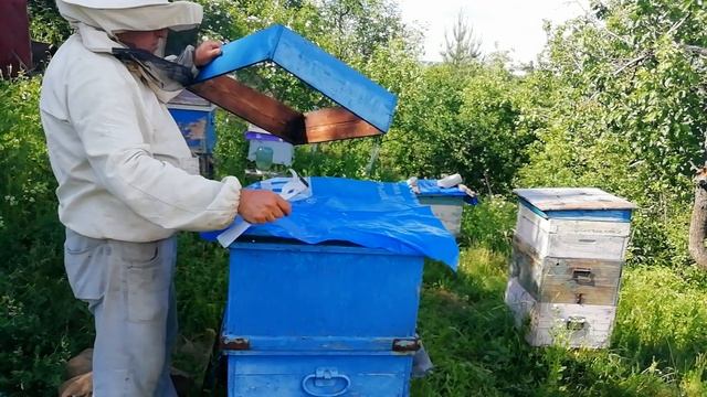 Конец цветения белой акации. Итоги по мёду. смотреть онлайн