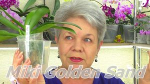 Орхидеи МАЛЫШИ во мху.  Как Ухаживать ПОСЛЕ ПОКУПКИ?  Как ЗАКАЗАТЬ Орхидеи Почтой?