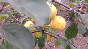 Яблоня Уральское наливное и Янтарь. В чем отличие? Любимые с детства  яблоки