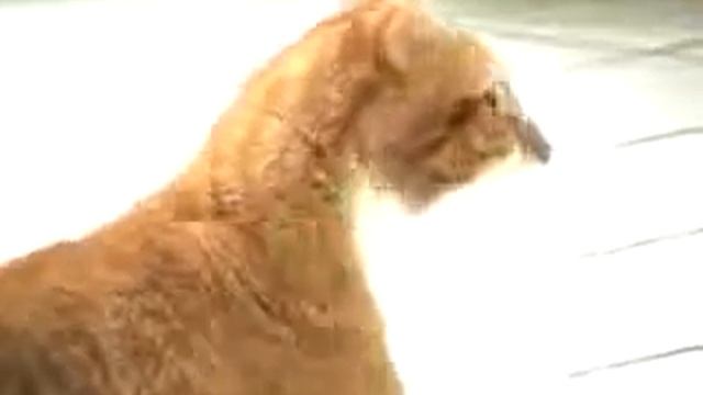 Прикольный кот танцует)).mp4 смотреть онлайн