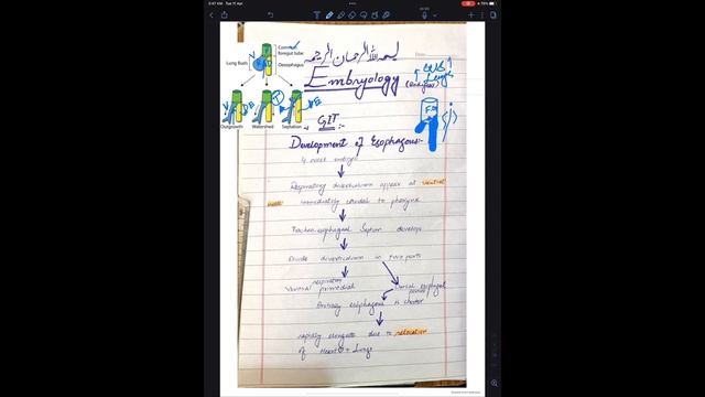 Development of oesophagus|git development embryology|chapter no#11 klm смотреть онлайн