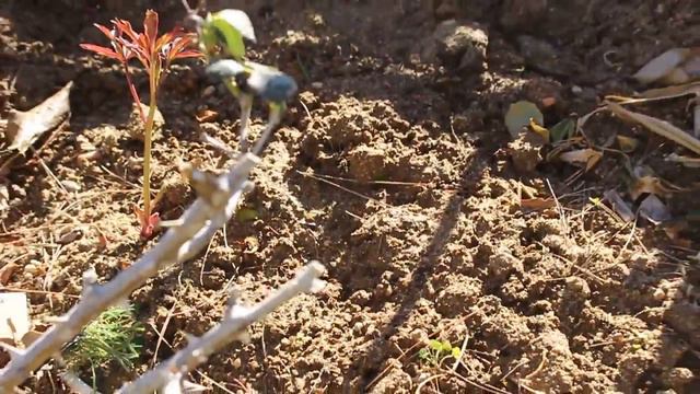 Garden Tour December 2018 Part 1 | How to Grow a Year Round Cut Flower Garden~ Ep 22 смотреть онлайн