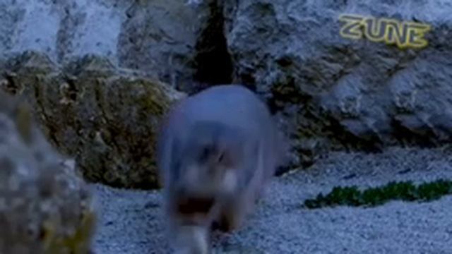 1 манул, 2 манул и тд (1 час)