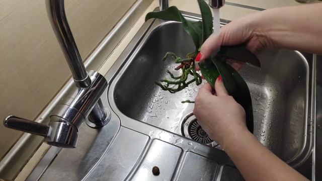 15.02.22.ОРХИДЕЯ Андорра..пересадка