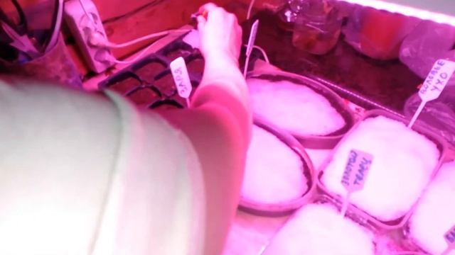 Посевная началась/Как остановить внутренний диалог смотреть онлайн