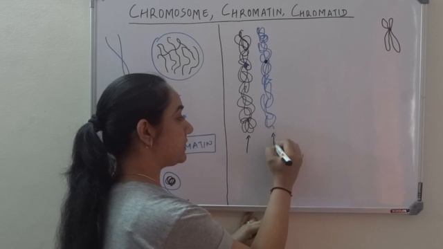 Chromosome, Chromatin and Chromatids – What is the Difference? смотреть онлайн
