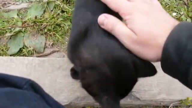 Просто котёнок [пос. Мирный, Устьянский район, Архангельская обл.] смотреть онлайн