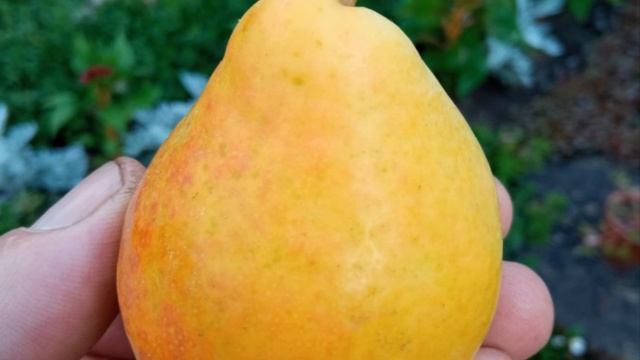 Сорт груши Лада смотреть онлайн