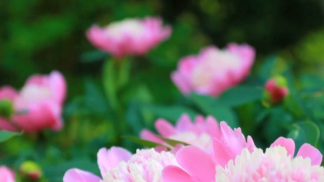 В розовых Пионах. Пионы цветут | Футажи красивая природа [FullHD] смотреть онлайн