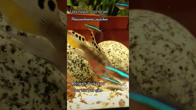 Цихлида - рыбка попугай Pelvicachromis pulcher #цихлиды #fish #аквариумистика #зоомагазин смотреть онлайн