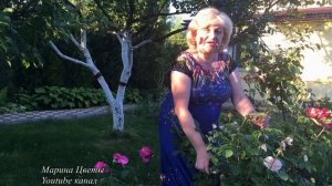 Чайно - гибридная роза . Обрезка летом . Уход .