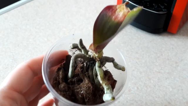Сгнила орхидея подросток. Прошу помощи в реанимации орхочки смотреть онлайн