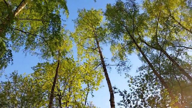 СОЛНЕЧНЫЙ МАГИЧЕСКИЙ ПРОГНОЗ ОТ 8 МАЯ 2018... С 2... смотреть онлайн