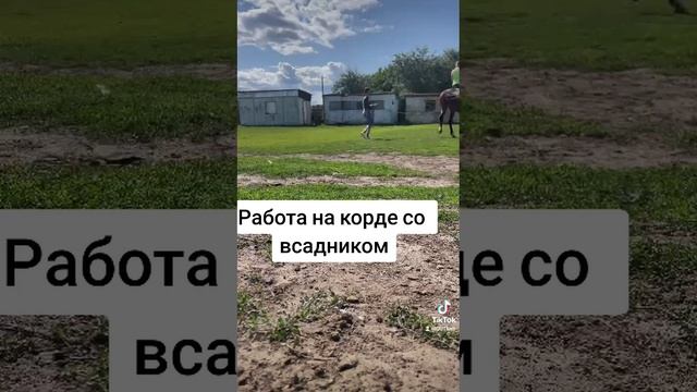 обучение молодой лошади. всё про лошадей. смотреть онлайн