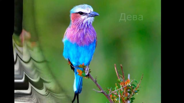 Какое ты животное по знаку зодиака смотреть онлайн