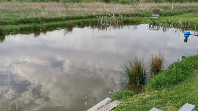 Свой пруд с осетром и форелью .проба на совместимость смотреть онлайн