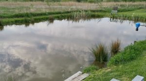 Свой пруд с осетром и форелью .проба на совместимость