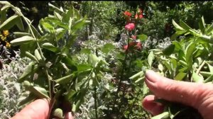 ПИРАКАНТА.  РАЗМНОЖИТЬ КРАСИВЫЙ ДЕКОРАТИВНЫЙ КУСТАРНИК  ЧЕРЕНКОВАНИЕМ.