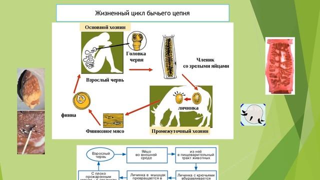 Жизненный цикл паразитических червей смотреть онлайн