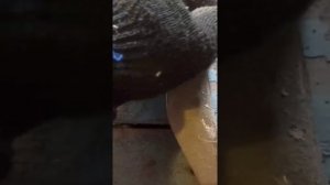 рычаги Patron PS 5016. пробег 81 тыс км