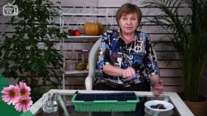 ЭХИНАЦЕЯ ? Как вырастить на участке ? Польза эхинацеи