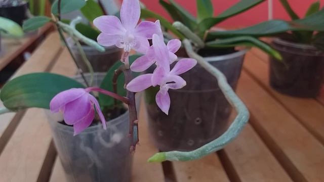 Ph. equestris. Сравниваем размеры. смотреть онлайн