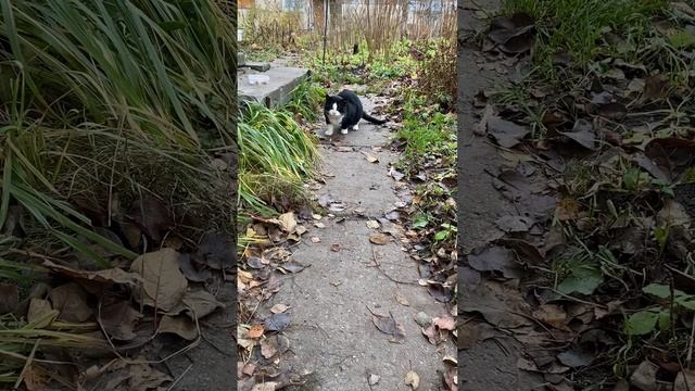 Дачный бандит