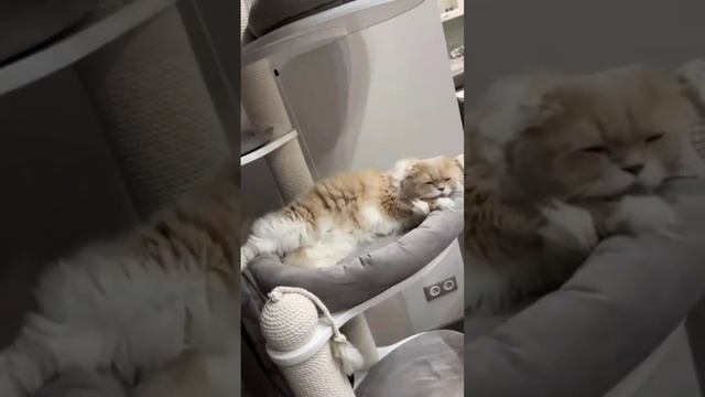 выпускник питомника😅шотландский кот❤ смотреть онлайн