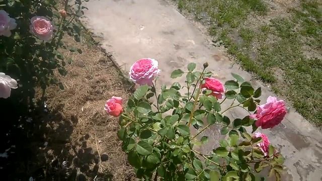 10 советов от немецких розоводов. Нюансы выращивания роз. смотреть онлайн