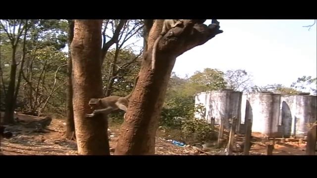 Гора Обезьян По дороге на реку Квай смотреть онлайн