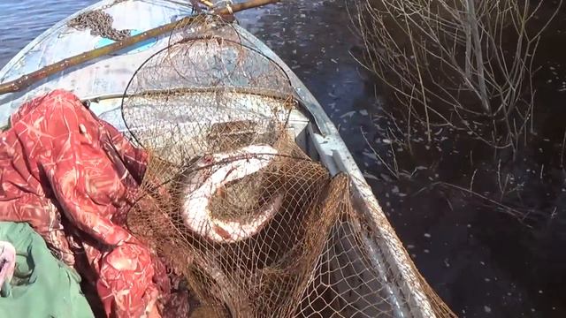 Рыбалка на витили в день Победы 9мая Трофей 8+. смотреть онлайн