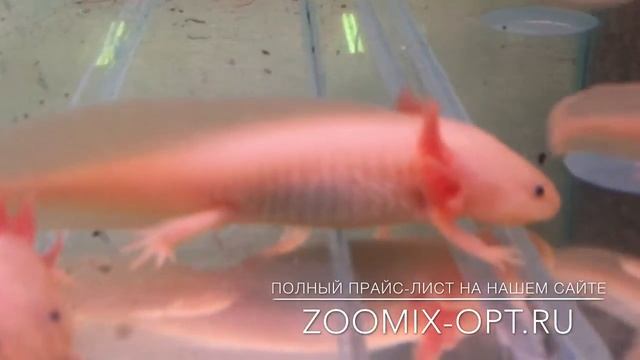 Аксолотль альбинос Axolotl - Ambystoma Mexicanum