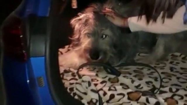 EVERYONE Refused To Take A Large Dog And A HORRIBLE Thing Happened!